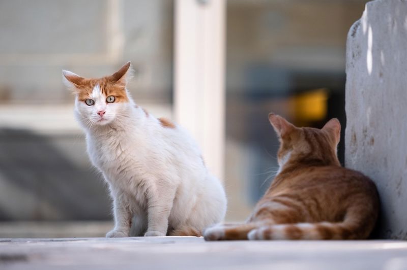 Gatti Foto di Lukáš Jančička da Pixabay
