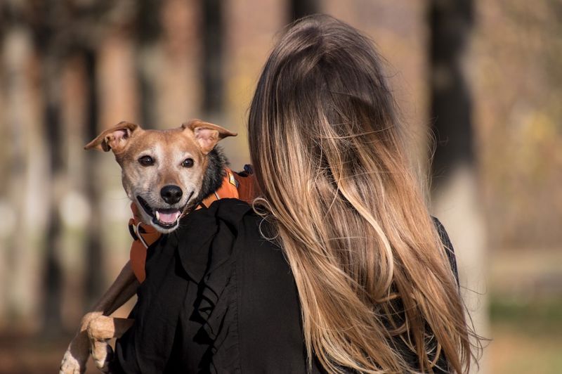 Cani Foto di Rebecca Scholz da Pixabay
