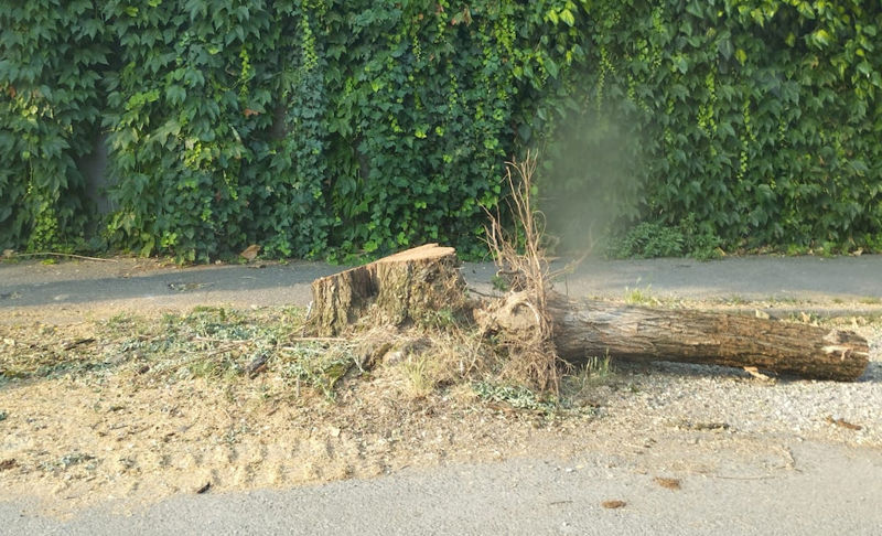 Taglio piante