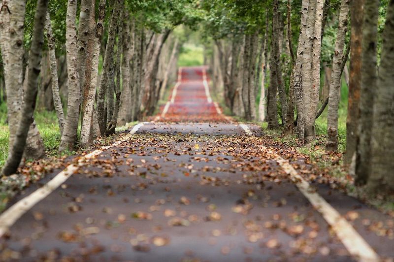 Alberi Foto di 二 盧 da Pixabay
