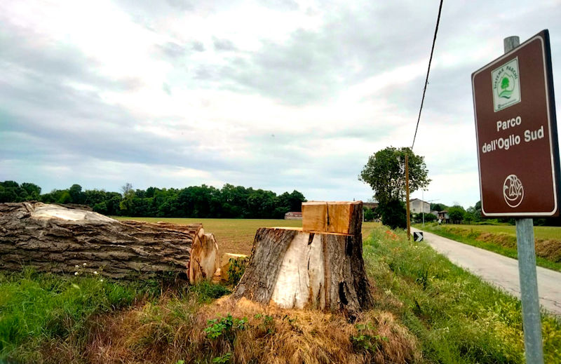 Albero tagliato Parco Oglio Sud