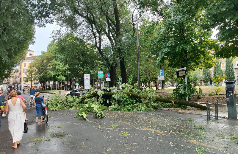 Piazza Roma albero caduto