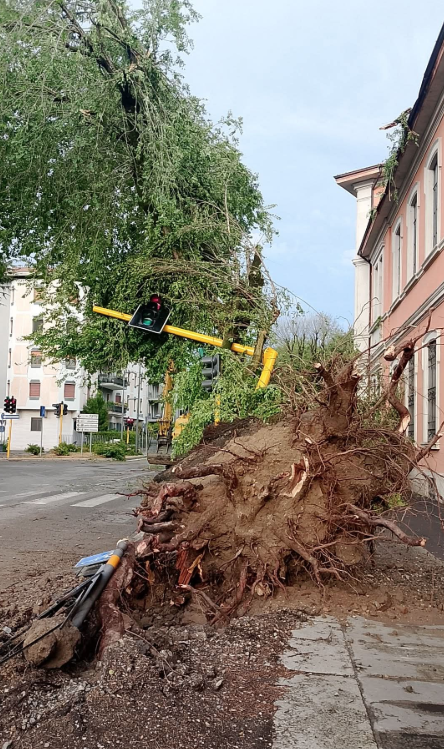 L'albero abbattuto dal maltempo in viale Trento Trieste